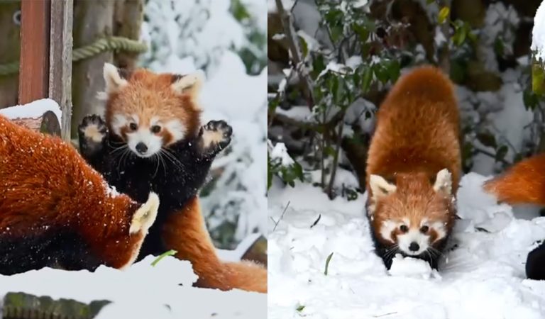 Red panda cub sees snow for the first time: ‘We’re Overjoyed’