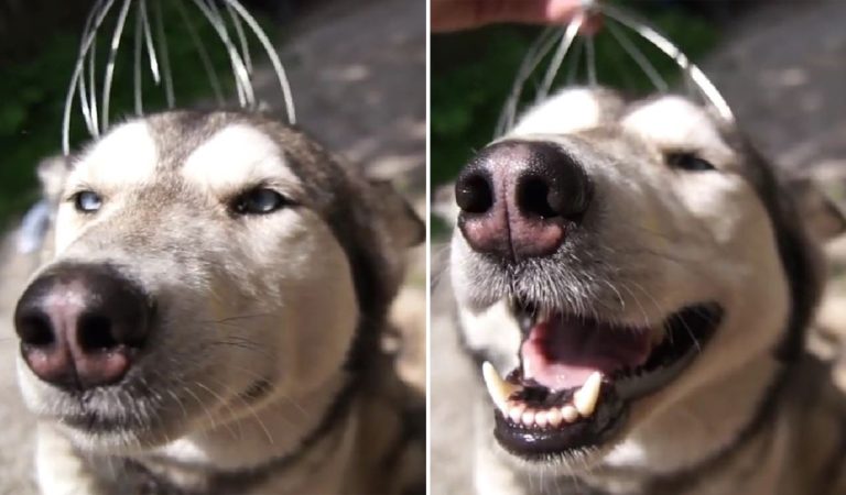 Watch the Face of Pure Happiness. This Husky Getting a Massage from Head Scratcher.