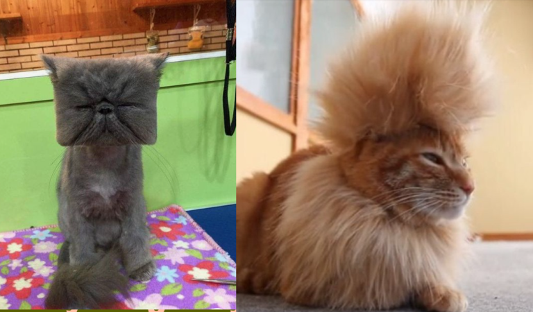 10 Cats Who Really Regret Their Haircuts.