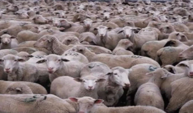 Can you find the hidden cat among these sheep?