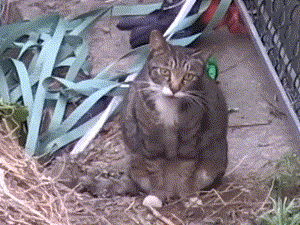 A cat keeps howling