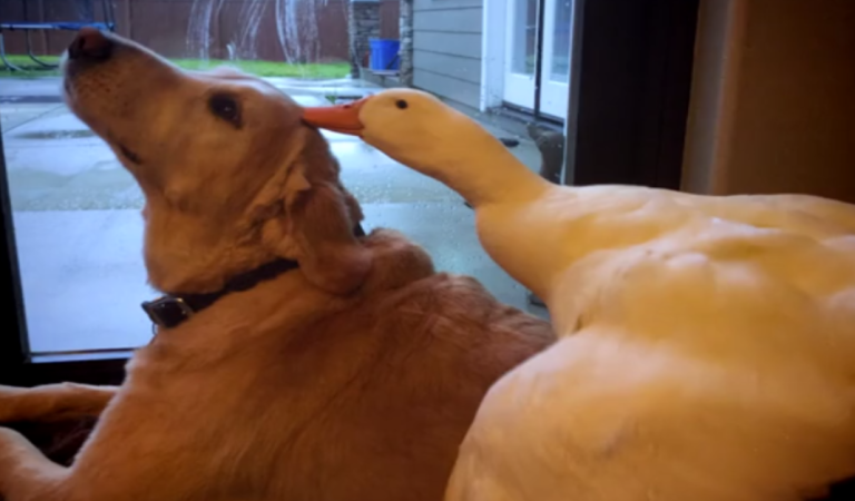 This surprising relationship between this dog and duck reveals animals pick friends not by their looks.