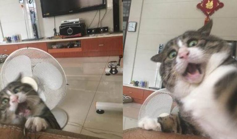 A Cat’s Funny Expression While Falling Off a Sofa; Its Reaction is Priceless When the Owner Didn’t Help