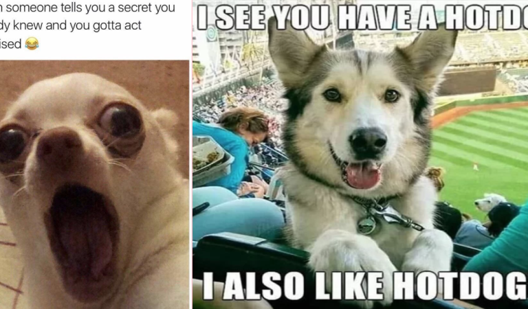 These 15 Dogs Memes That Will Make You Laugh In 15 Seconds