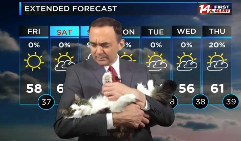 Cat Interrupts Meteorologist and Gets a New Job