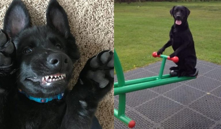 15 Lovely Photos Of Black Dogs Guaranteed To Make Your Brain Release Endorphins