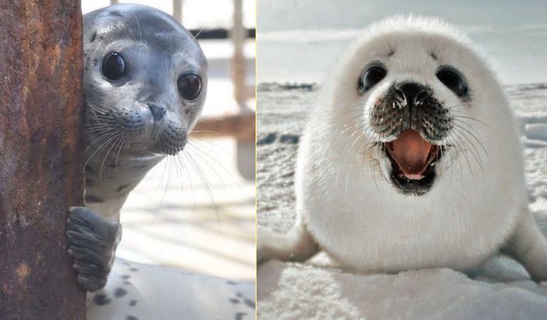 These seals are so adorable and funny, and they are happy to see you