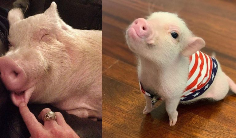 20+ Photos Proving That Pigs Are Cute And Adorable