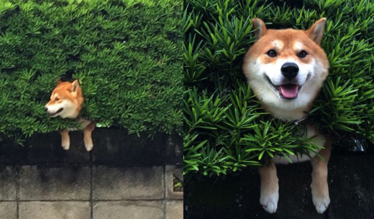 Adorable Shiba Inu Gets Stuck In Bush, Pretends Everything Is OK