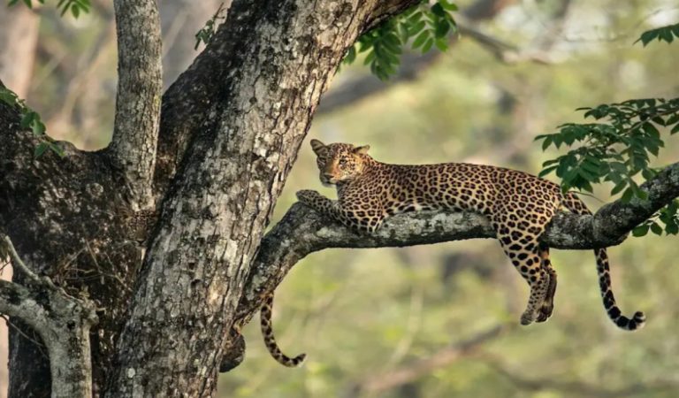 Can you spot the camouflaged leopard cub in this wildlife photo?