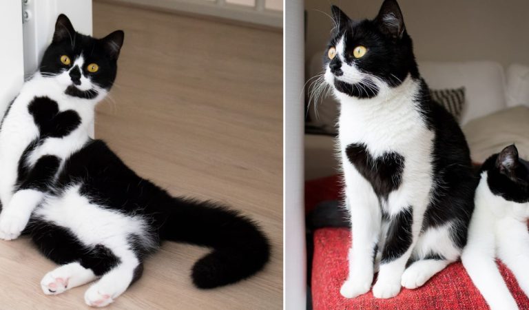 Meet Zoë, The Cat Who Literally Wears Her Heart On Her Chest