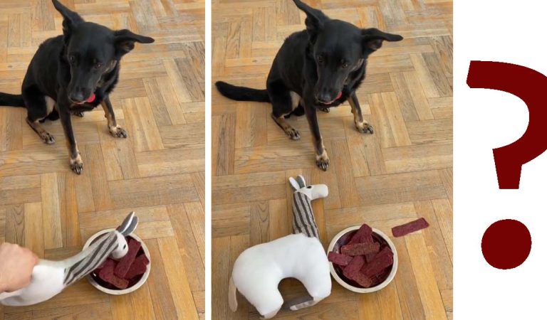 Dog has priceless reaction after seeing toy get “poisoned”.