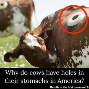 Why Are There Portholes in Cows? The Reason Will Surprise You