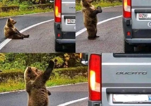 Bear Tries to Open Car Door During Man’s Crazy Drive Home