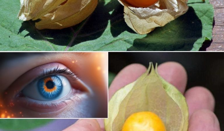 The Remarkable Benefits and Uses of Physalis peruviana