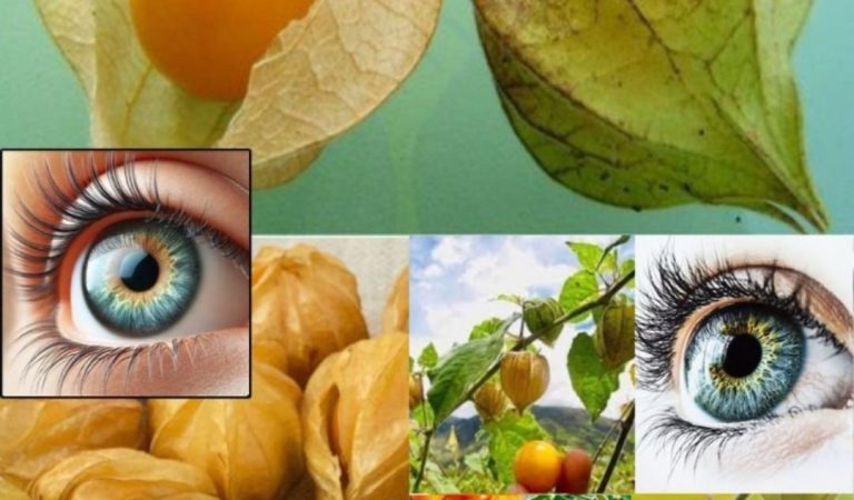 10 Incredible Health Benefits of Goldenberry (Uchuva): Unleash the Power of This Nutrient-Rich Superfruit