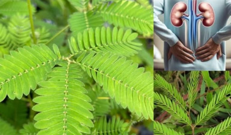 The Healing Power of Mimosa Pudica: 10 Health Benefits and How to Use This Amazing Plant