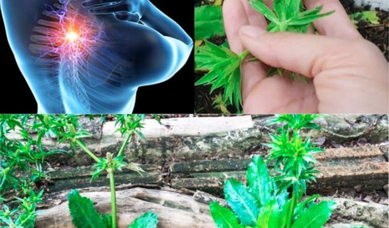 Culantro: The Bold Herb with Gentle Healing Power