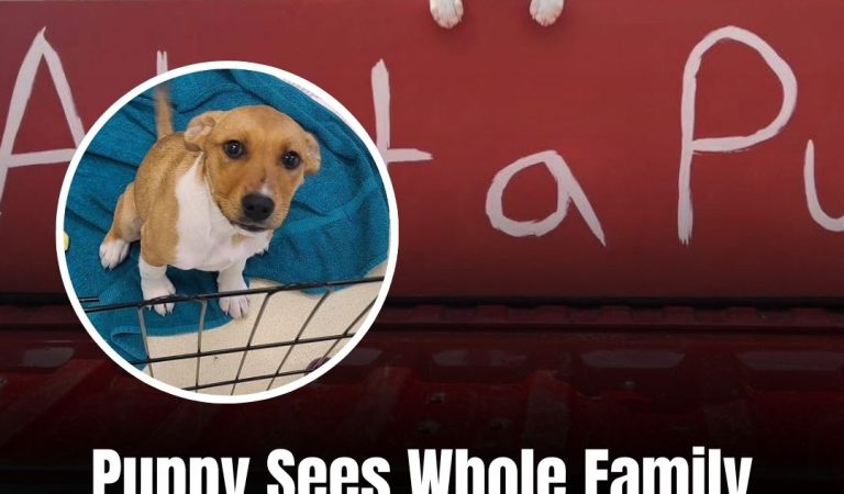 Puppy Sees Whole Family Get Adopted And Wonders Why She Wasn’t Chosen Puppy Sees Whole Family Get Adopted And Wonders Why She Wasn’t Chosen
