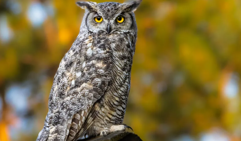 Did you know that an OWL is hovering around your house when…