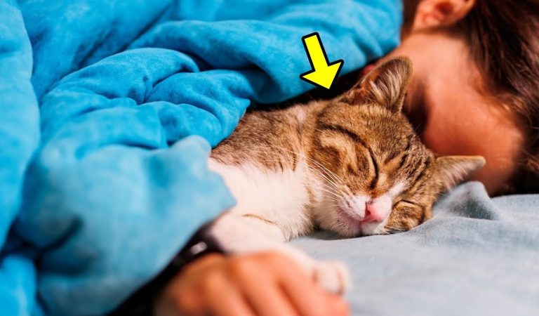 Sleeping with your cat: Sweet company or a health risk? Sleeping with your cat: Sweet company or a health risk?