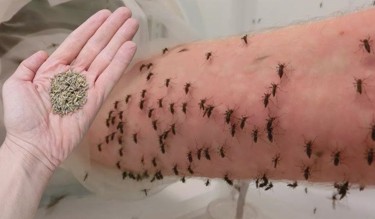 You’ll never see mosquitoes again if you do this